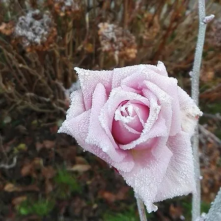 Ca D'artisti Nocleg ze śniadaniem
