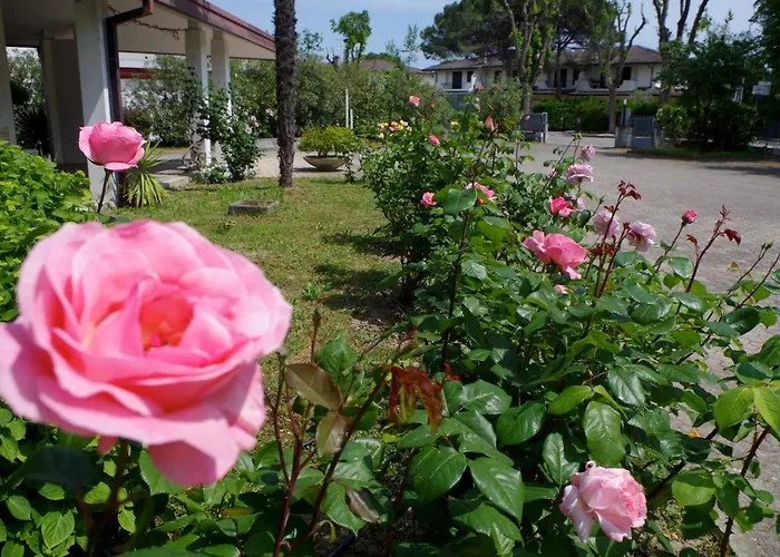 Oda ve Kahvaltı Ca D'artisti