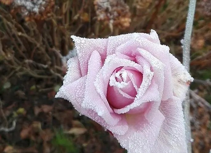 Ca D'artisti Oda ve Kahvaltı